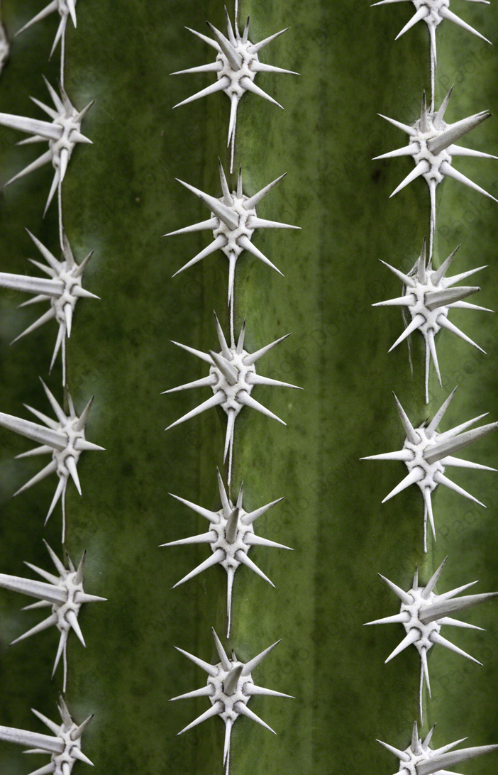 Paolo Doyle - Columnar cactus.