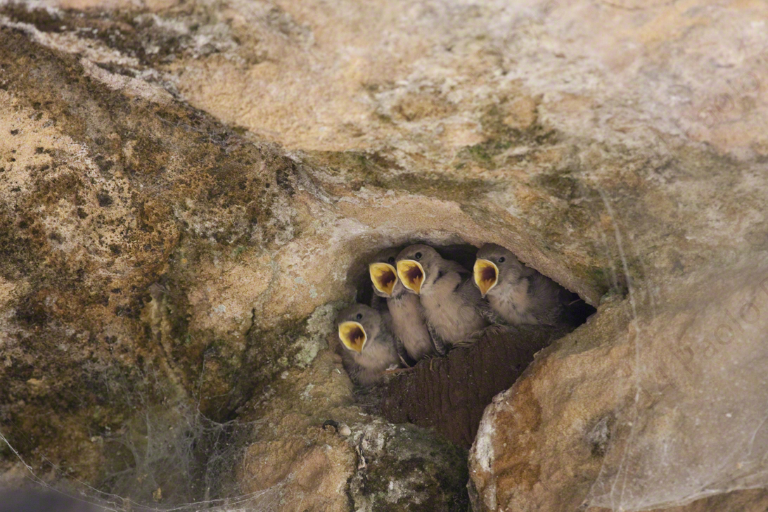 Paolo Doyle - Crag Martins, Dordogne.