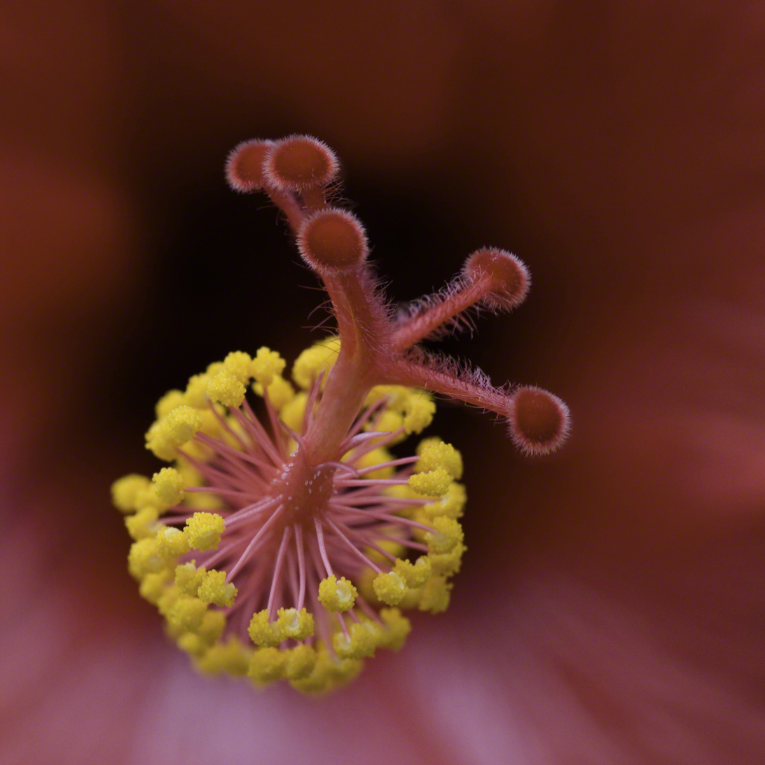 Paolo Doyle - Hibiscus.